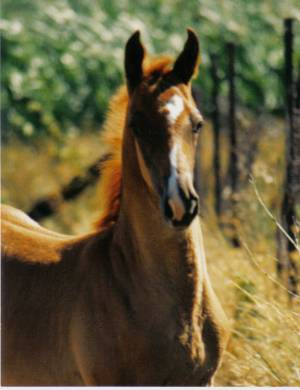 foal.jpg
